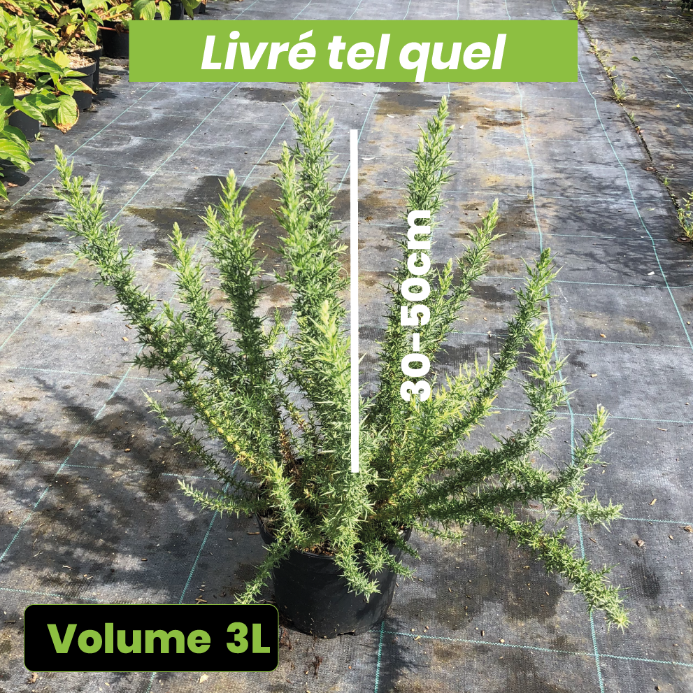 Ulex Europaeus - Ajonc commun - Volume 3L / 30-50cm