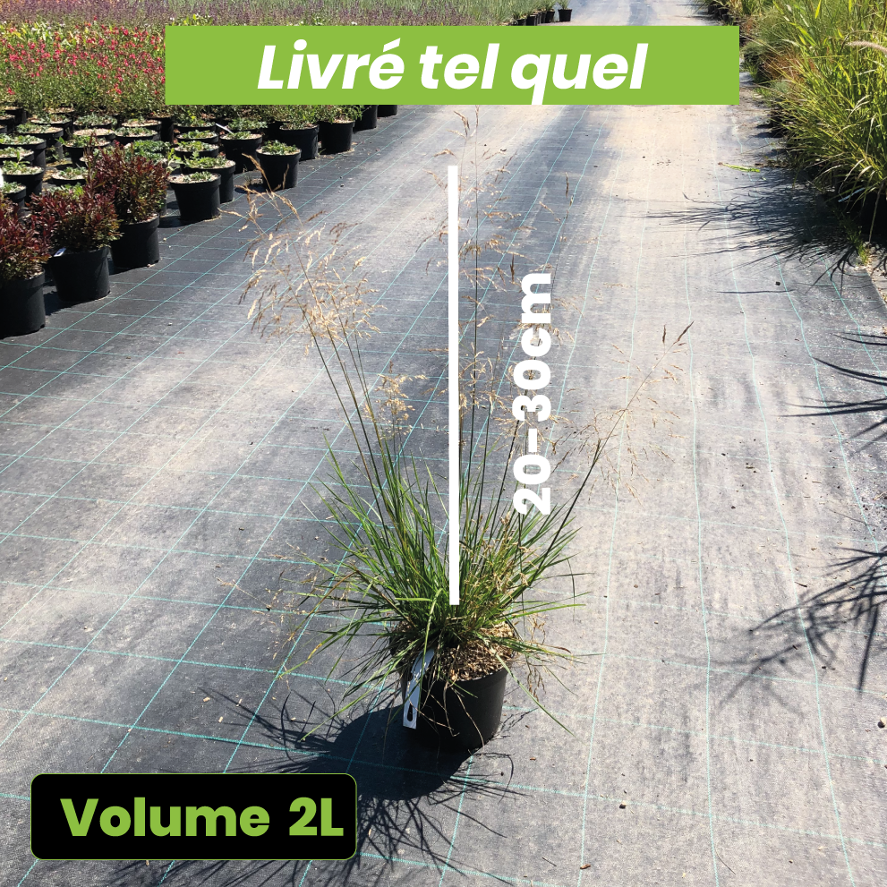 Deschampsia Cespitosa Palava - Volume 3L / 20-30cm
