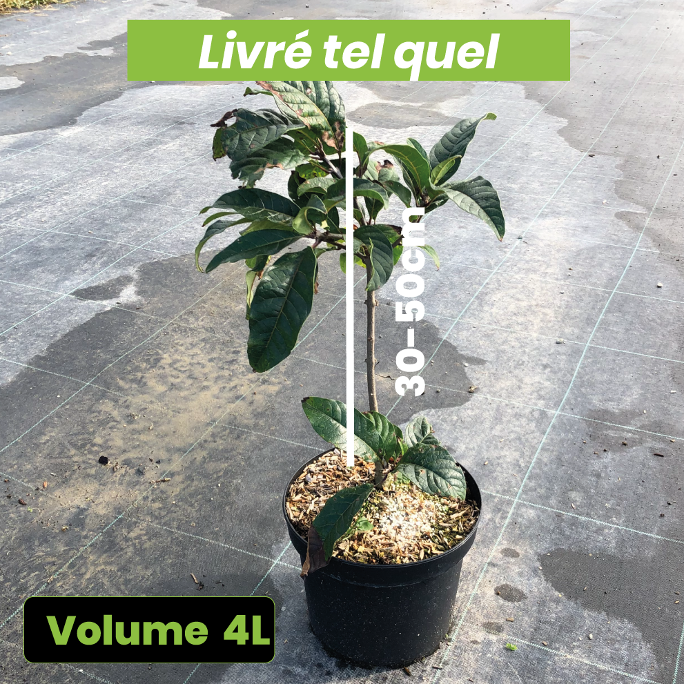 Chionanthus Virginicus - Arbre de neige - Volume 4L / 30-50cm