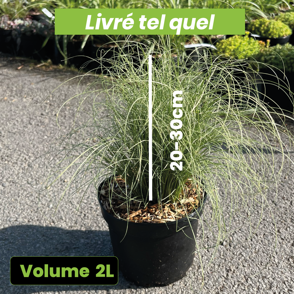 Carex Comans Frosted Curls - Volume 2L / 20-30cm