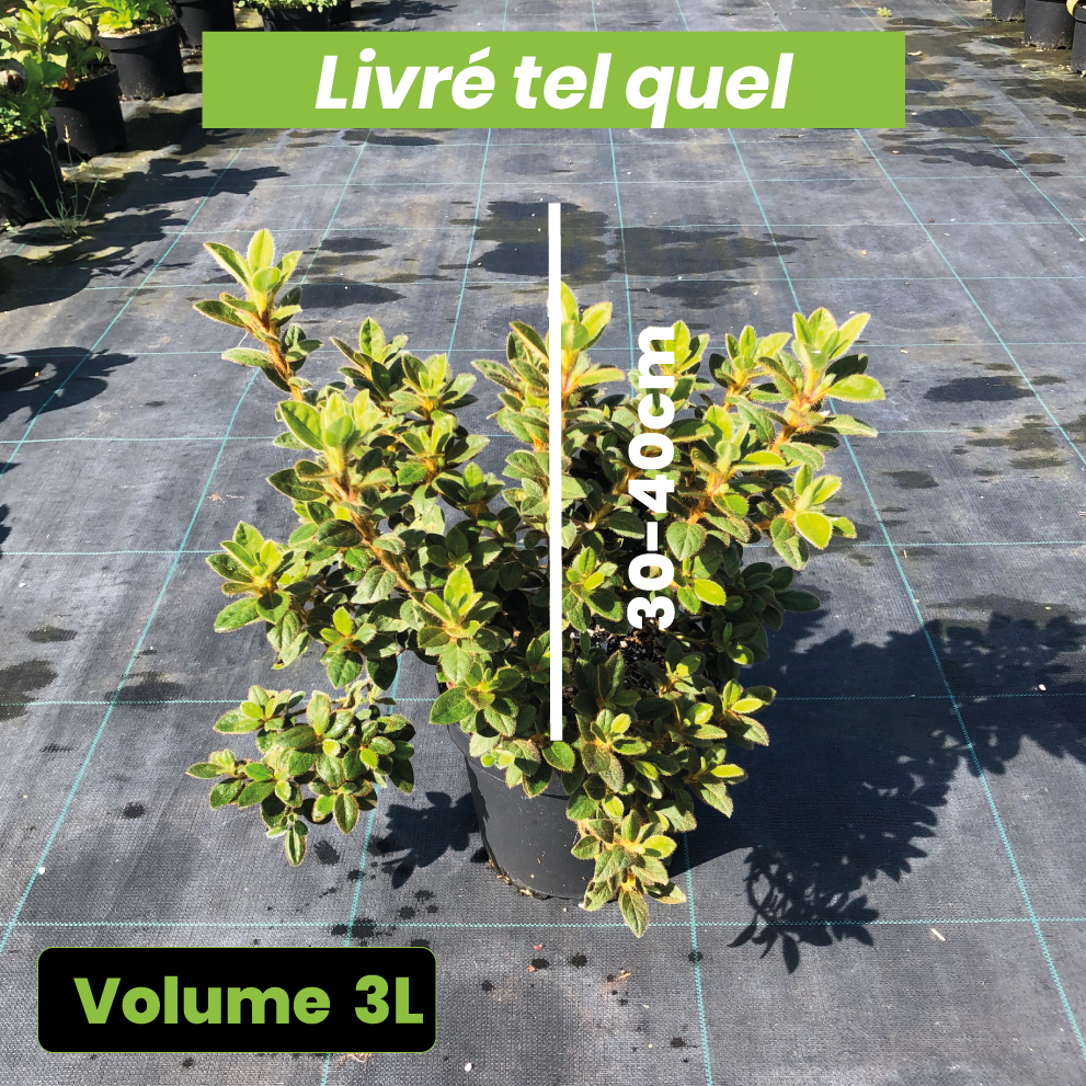 Azalea Japonica 'Bengale Fire' - Volume 3L / 30-40cm