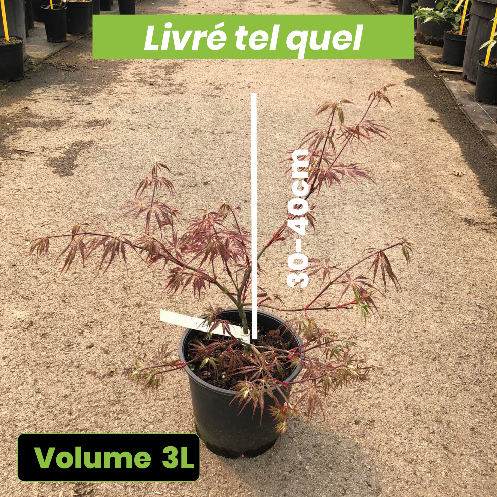 Acer Palmatum Dissectum Tamukeyama - Érable du Japon - Volume 3L / 30-40cm