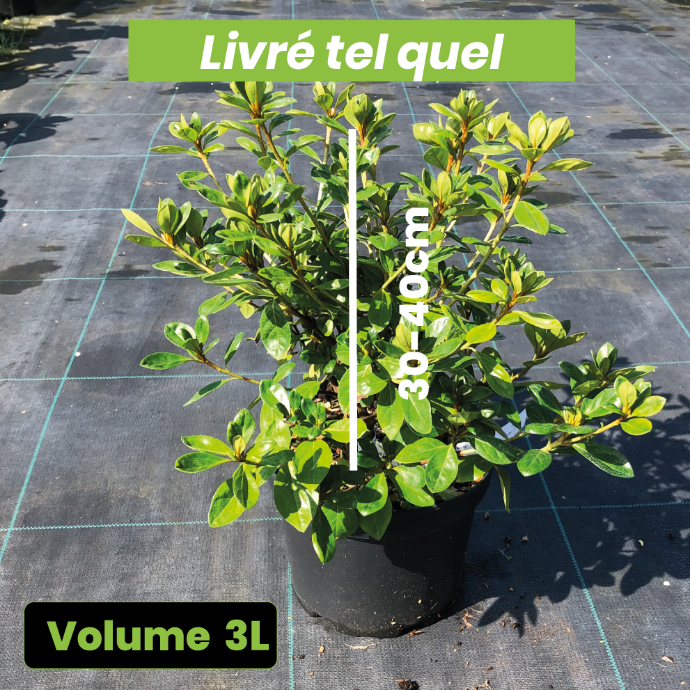Azalea Japonica 'Olga Niblett' - Volume 3L / 30-40cm