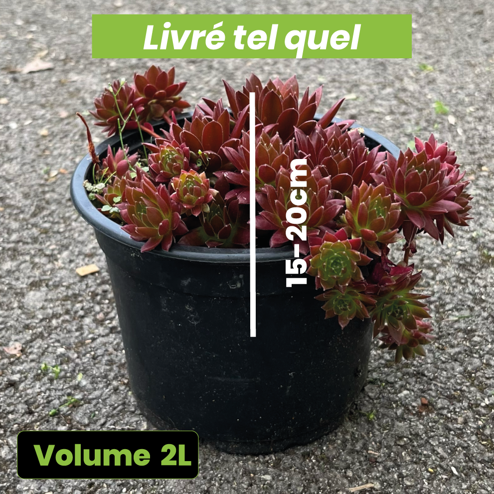 Sempervivum Arachnoideum Coral Red - Volume 2L / 15-20cm