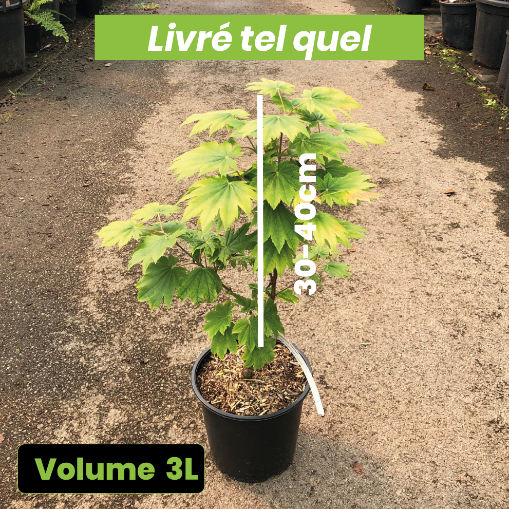 Acer Japonicum Vitifolium - Érable du Japon - Volume 3L / 30-40cm