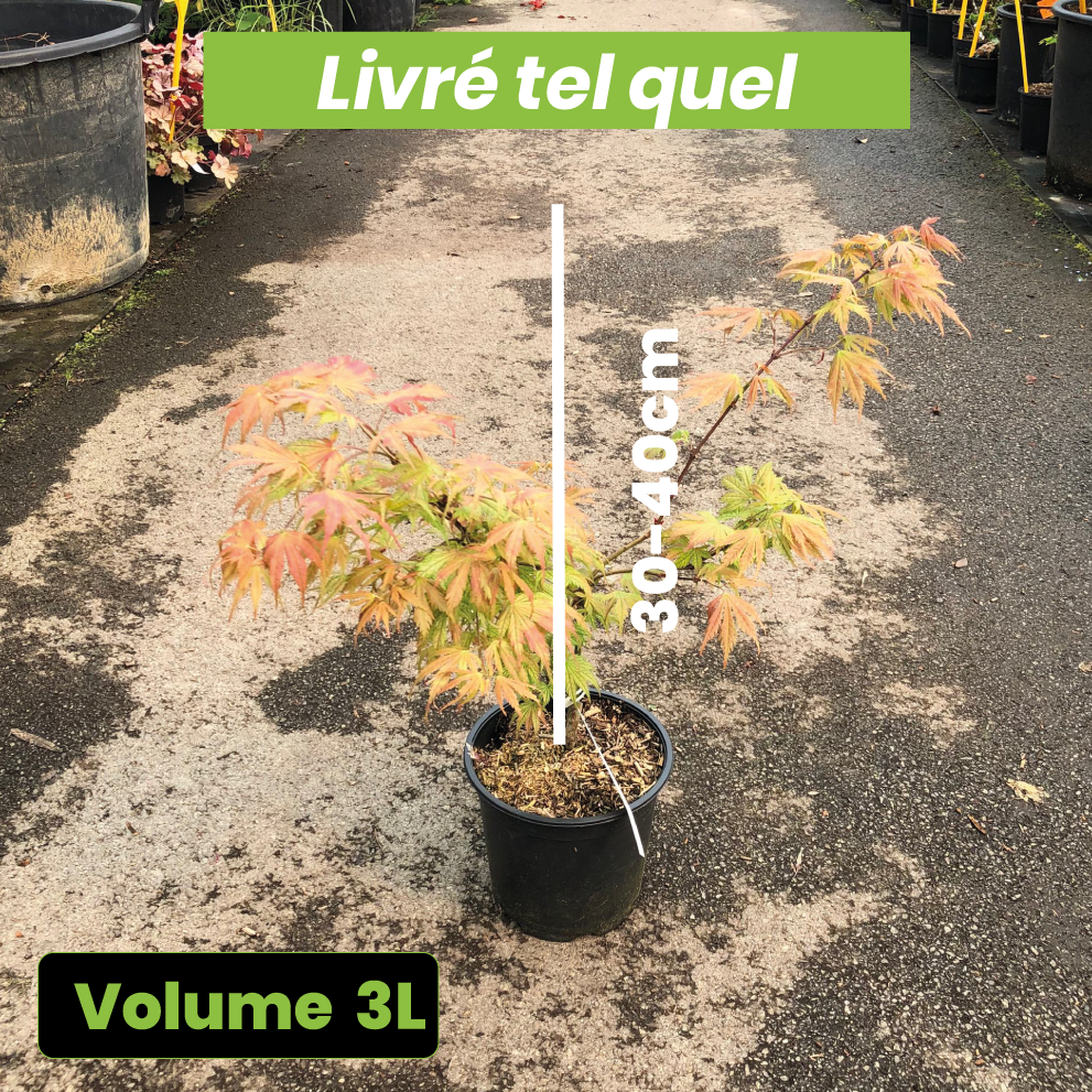 Acer Palmatum Ariadne - Érable du Japon - Volume 3L / 30-40cm