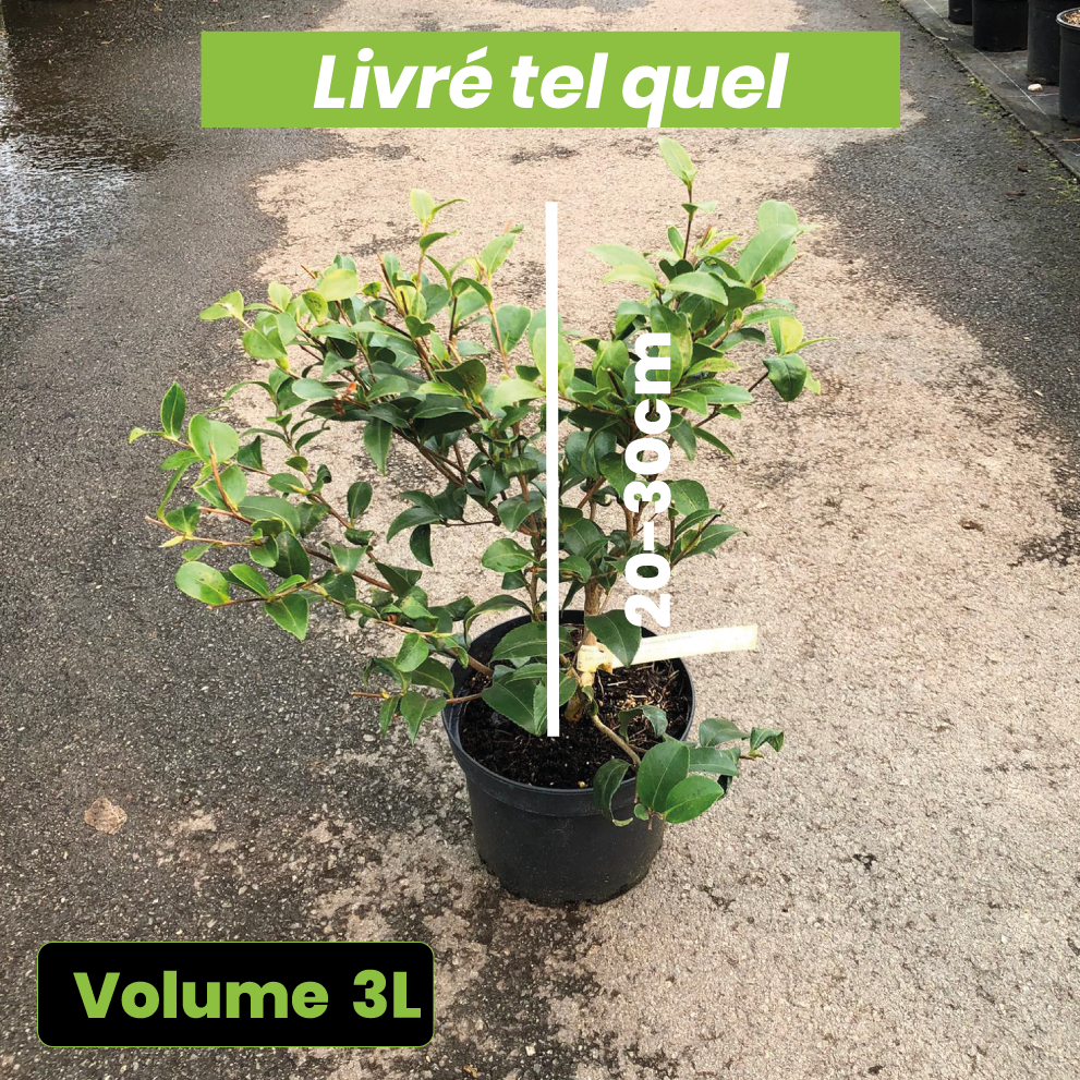 Camellia Sasanqua Maiden's Blush - Camélia d'automne - Volume 3L / 20-30cm