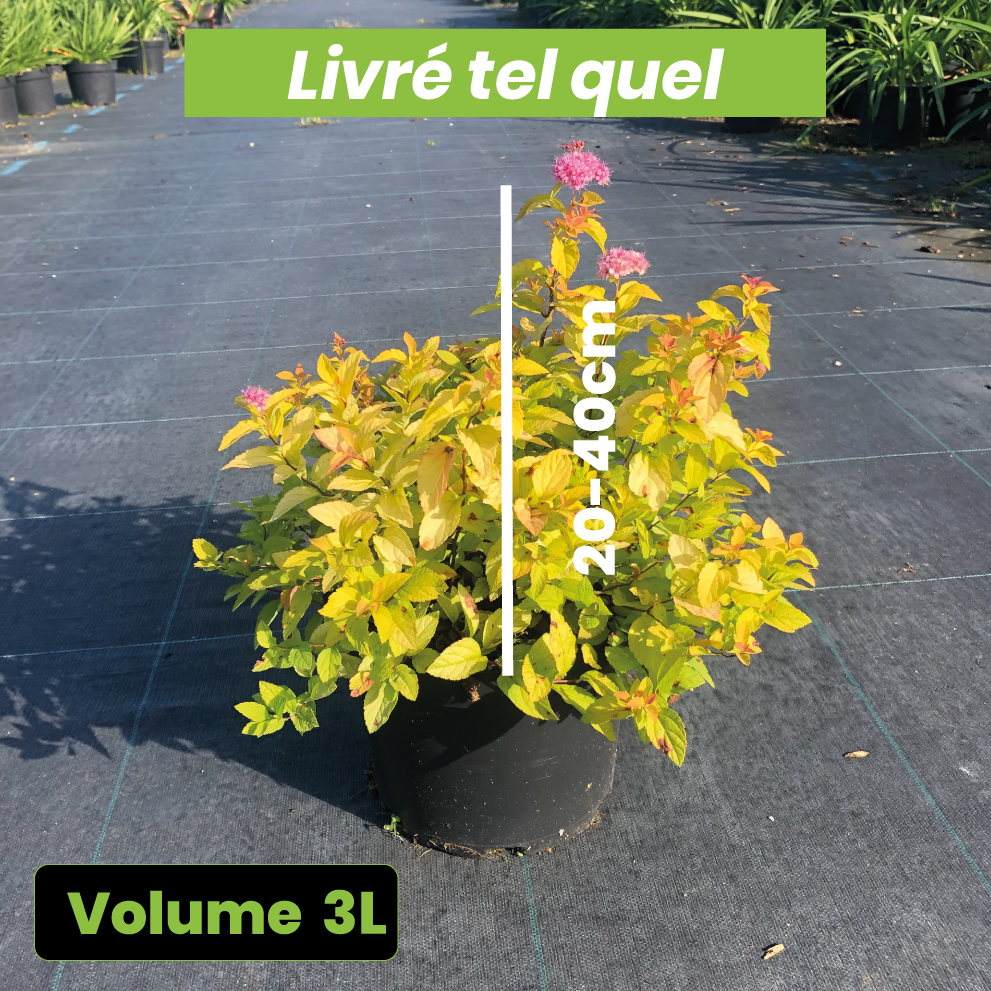 Spiraea japonica Golden Princess - Volume 3L / 20-40cm