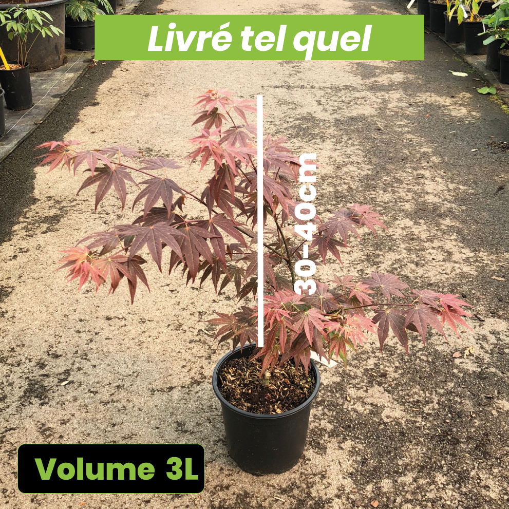 Acer Palmatum Atropurpureum - Volume 3L / 30-40cm