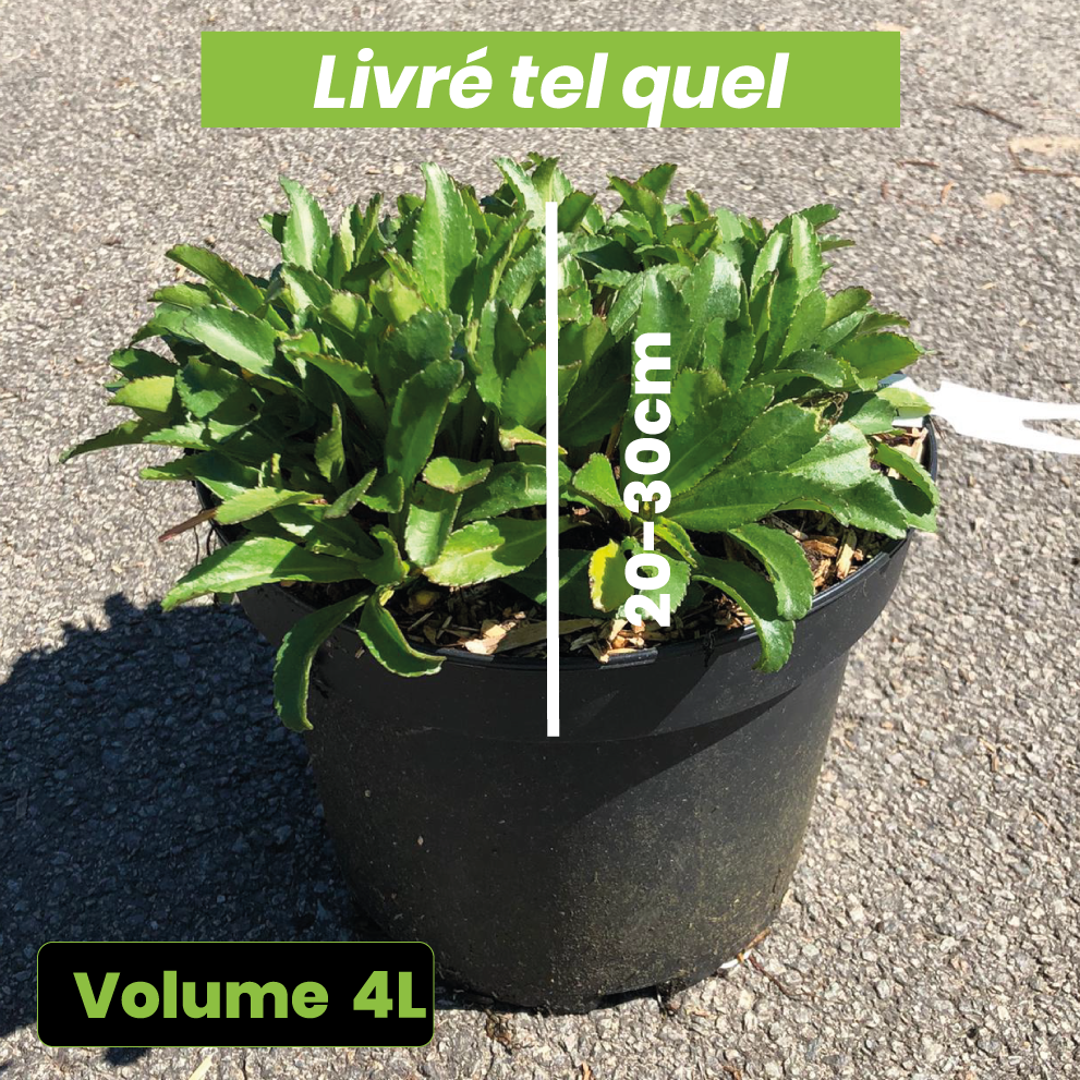 Leucanthemum superbum snowcap - Volume 4L / 20-30cm