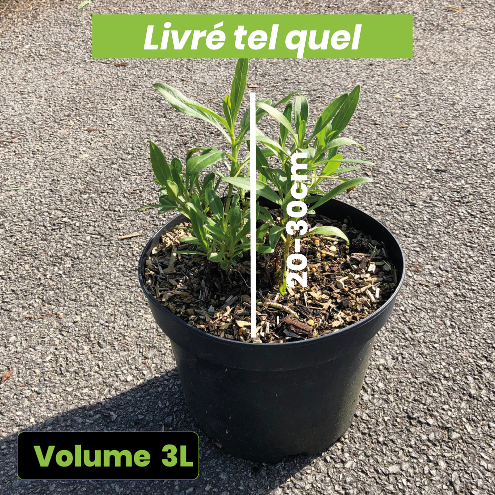 Centranthus ruber Albus - Valériane blanche - Volume 3L / 20-30cm