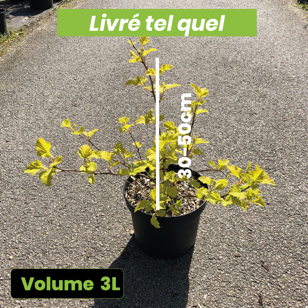Physocarpus Dart's Gold - Physocarpe - Volume 3L / 30-50cm