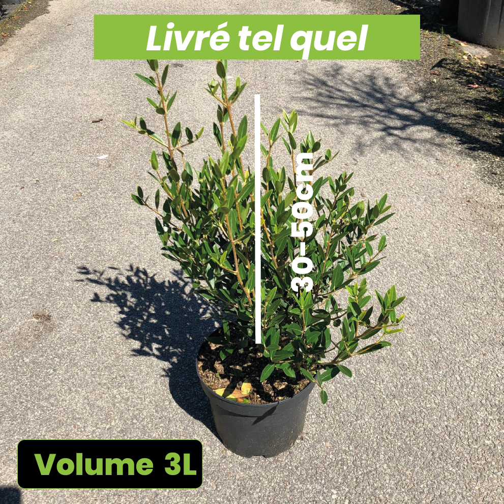 Phillyrea angustifolia Greenquick - Volume 3L / 30-50cm