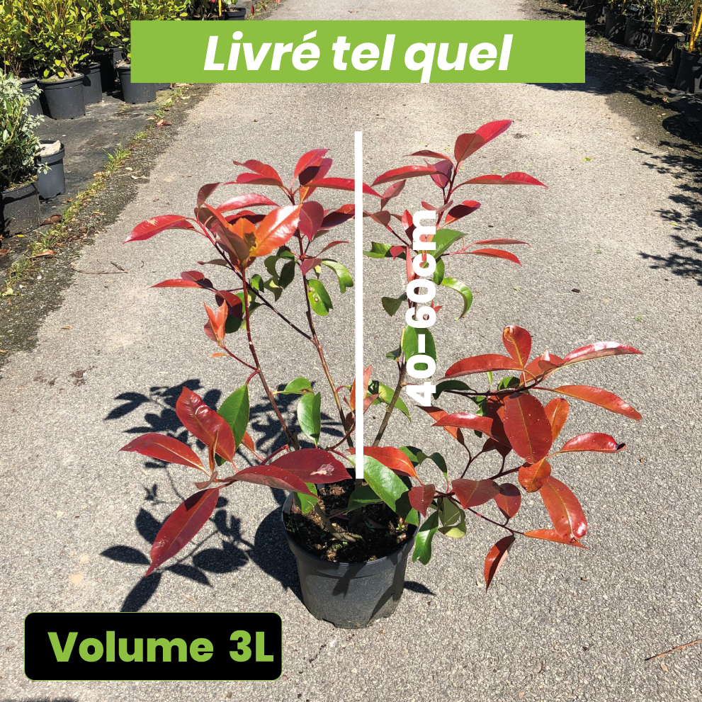 Photinia fraseri Red Robin - Volume 3L / 40-60cm