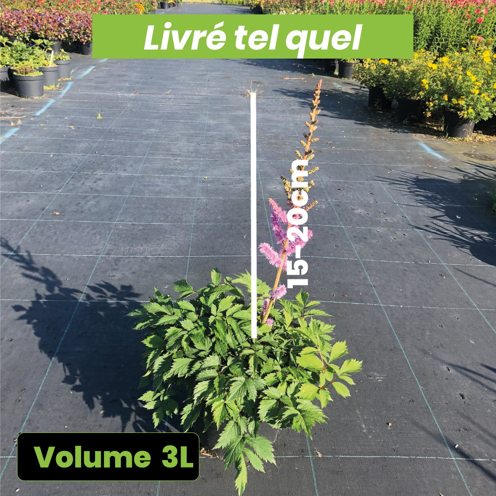 Astilbe chinensis Pumila - Volume 3L / 15-20cm