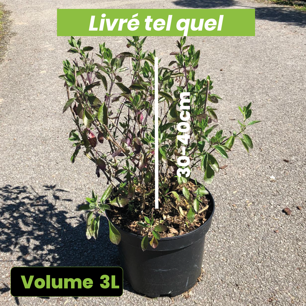 Salvia Microphylla Pink Blush - Sauge arbustive - Volume 3L / 30-40cm