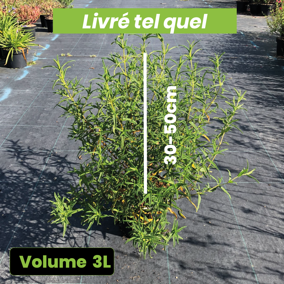 Cistus Monspeliensis - Ciste de Montpellier - Volume 3L / 30-50cm