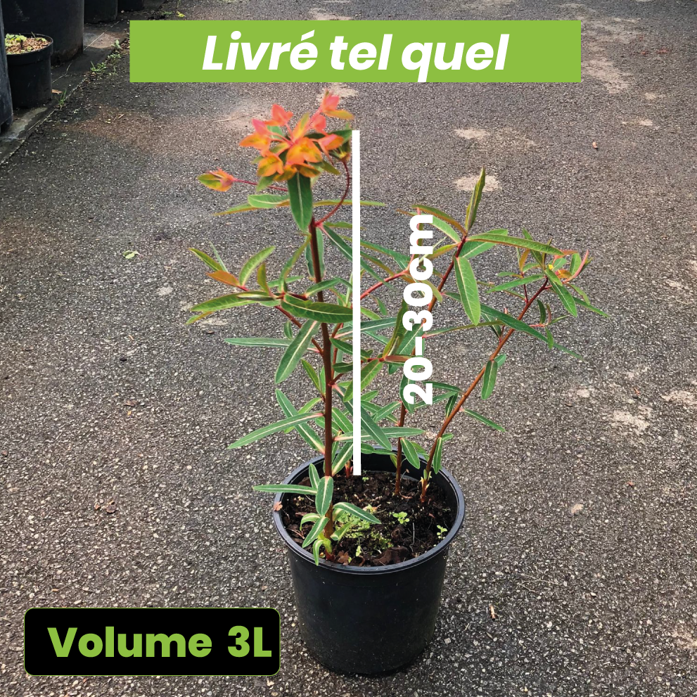 Euphorbia Griffithii Fireglow - Euphorbe Orange - Volume 3L / 20-30cm