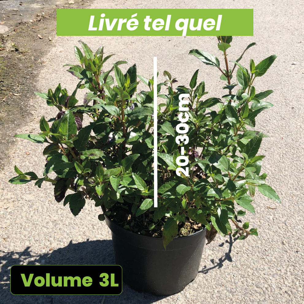 Phygelius x Rectus African Queen - Fuchsia du Cap - Volume 3L / 20-30cm