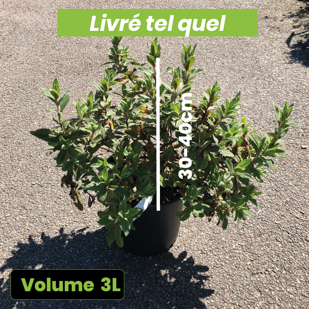 Cistus Pulverulentus Sunset - Ciste Pulvérulent - Volume 3L / 30-40cm