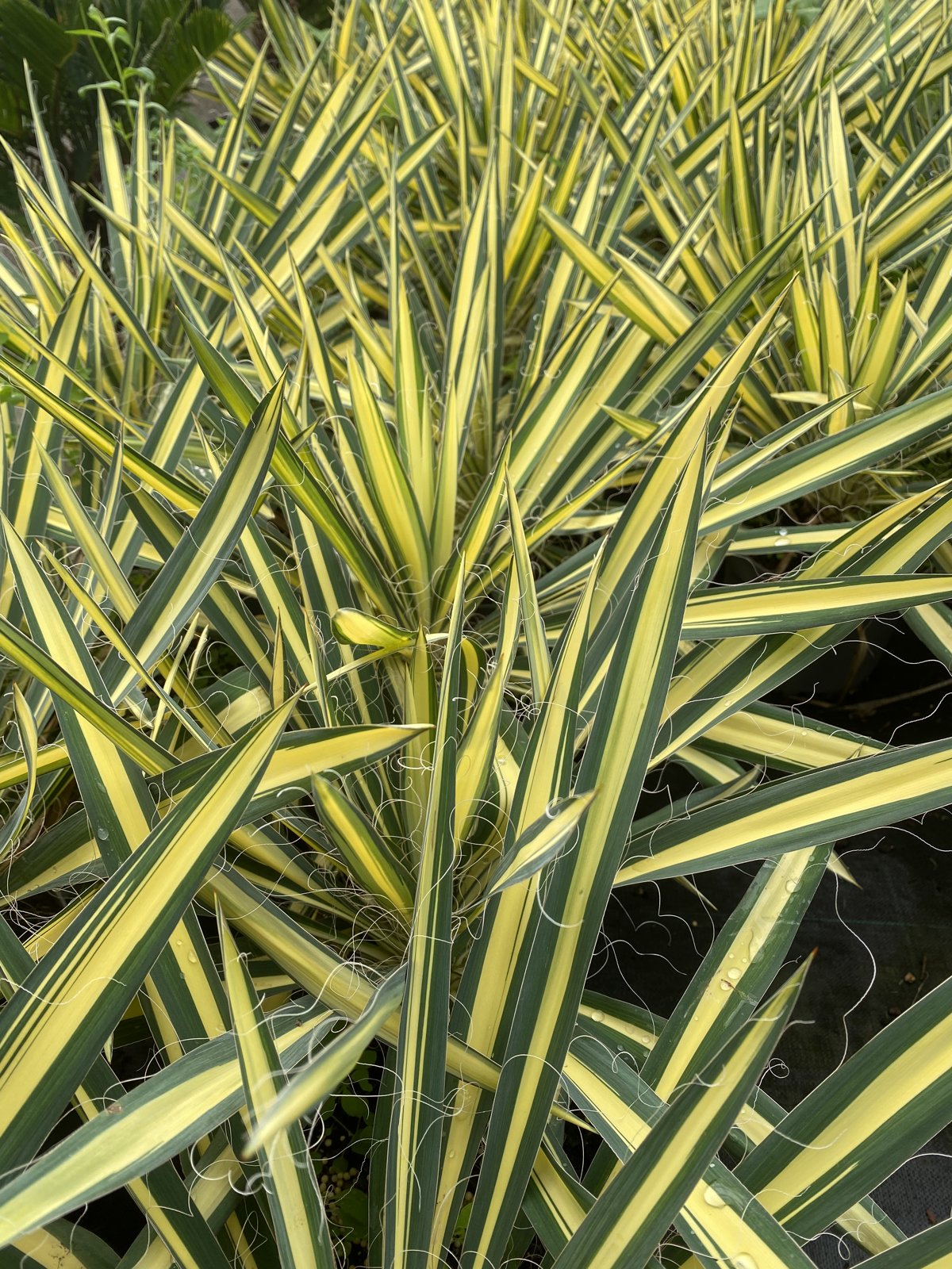 Yucca Filamentosa Color Guard à la Pépinière de Penhouët