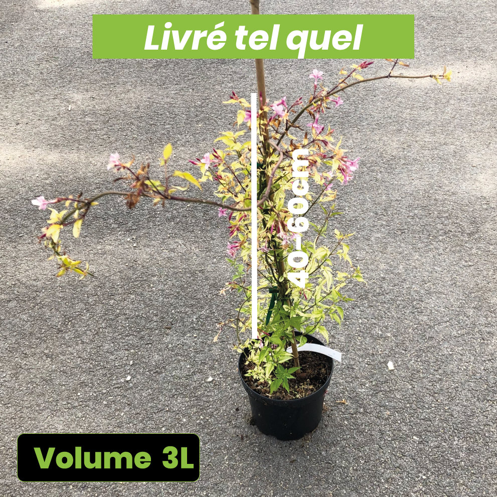 Jasminum stephanense - Volume 3L / 40-60cm