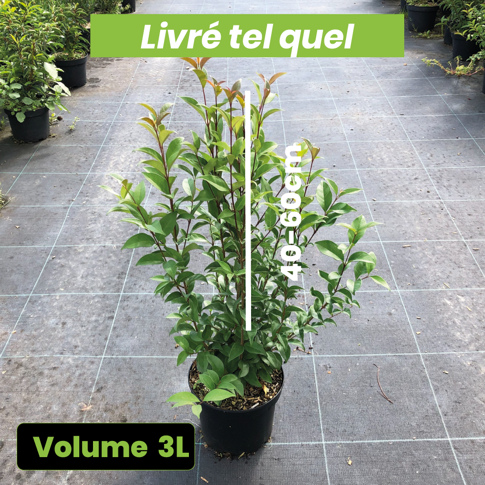 Ligustrum japonicum - Troène du Japon - Volume 3L / 40-60cm