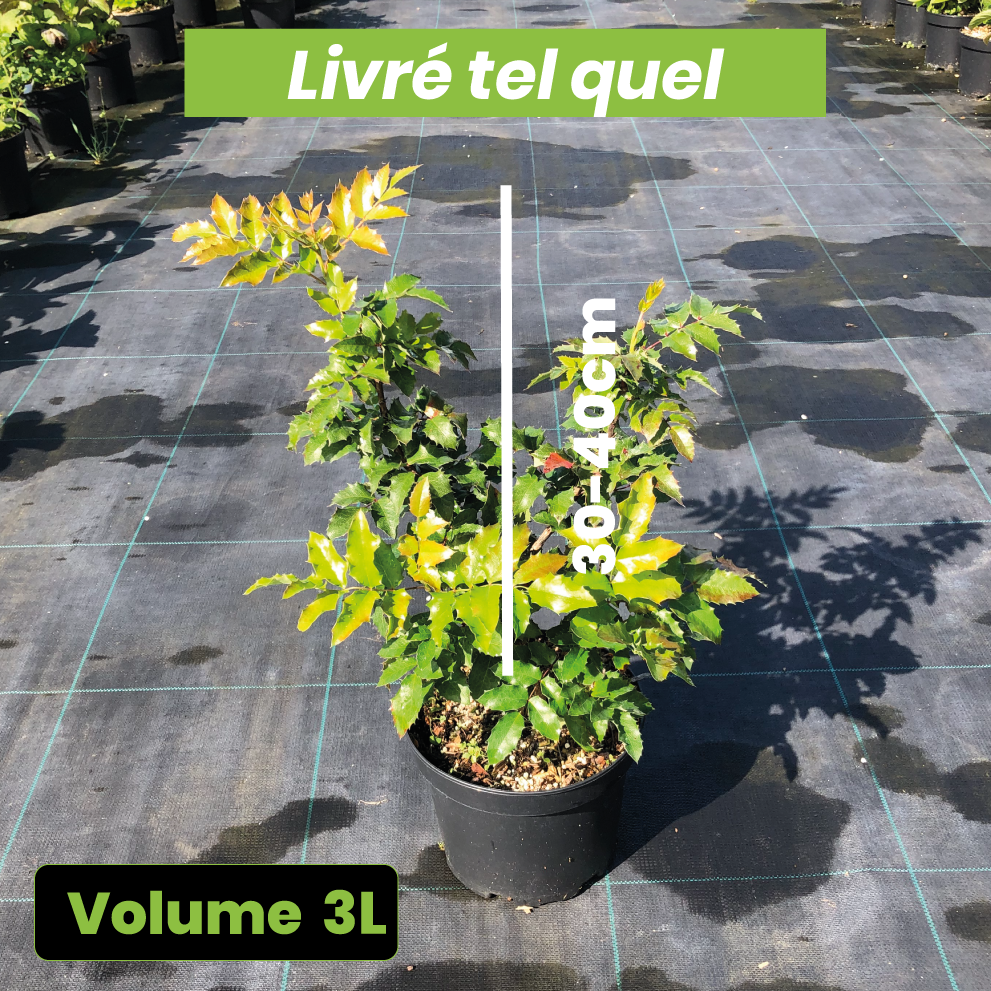 Mahonia Aquifolium - Mahonia à feuilles de houx - Volume 3L / 30-40cm