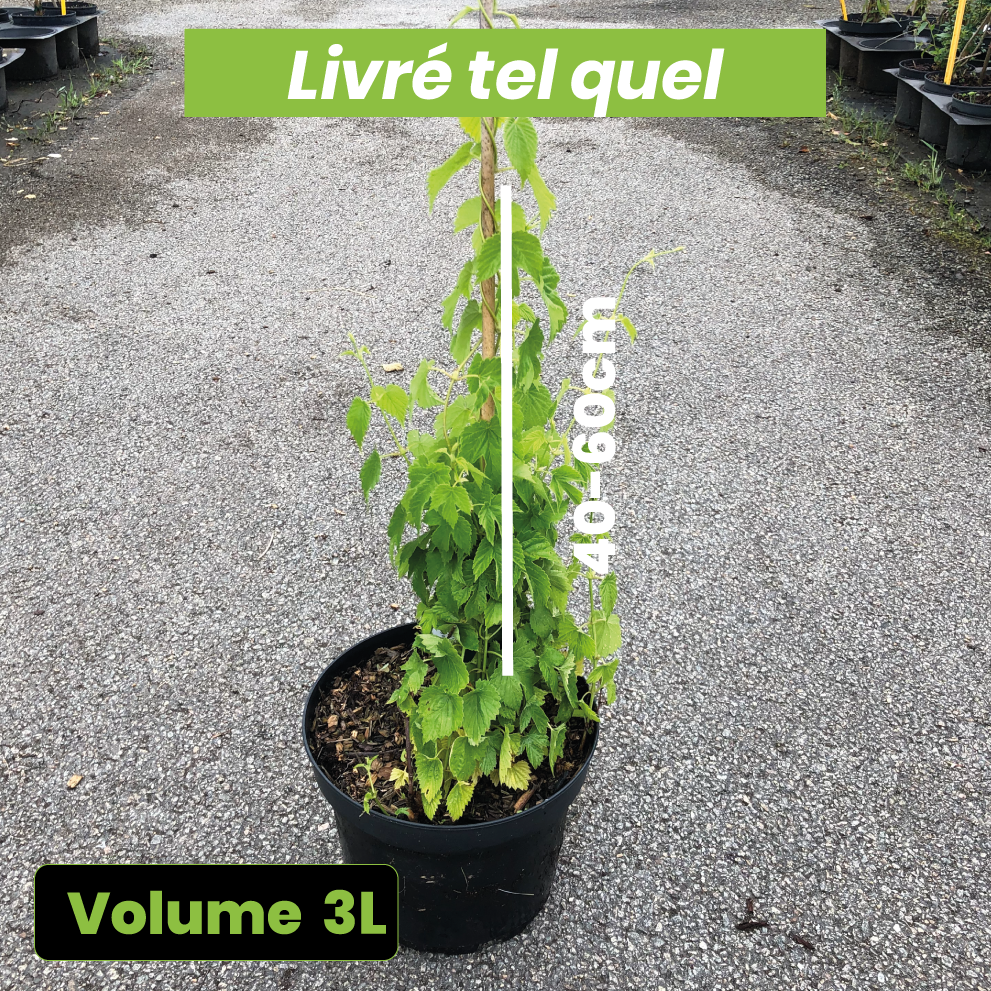 Humulus Lupulus - Houblon - Volume 3L / 40-60cm