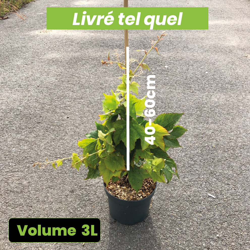 Parthenocissus Tricuspidata Veitchii - Volume 3L / 40-60cm