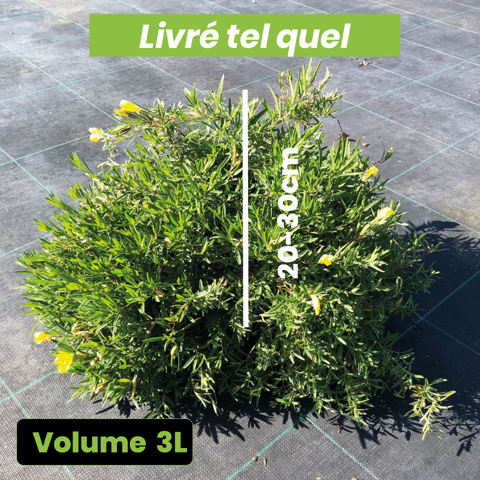 Oenothera African Sun - Onagre Hybride - Volume 3L / 20-30cm