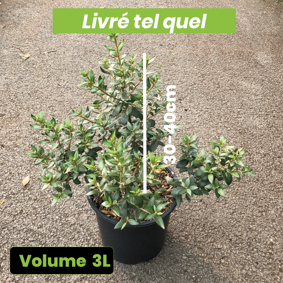 Olearia Haastii - Aster en Arbre - Volume 3L / 30-40cm