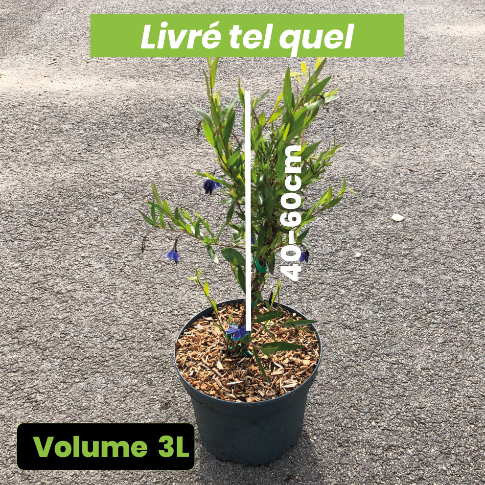 Sollya Heterophylla - Volume 3L / 40-60cm