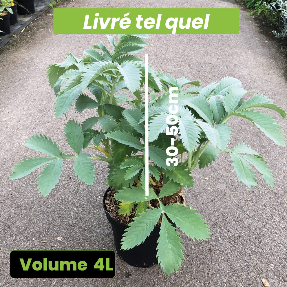 Melianthus Major - Grande mélianthe - Volume 4L / 30-50cm