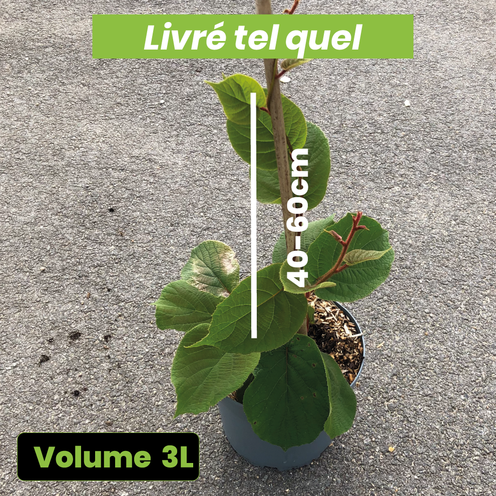 Actinidia Deliciosa Solissimo - Kiwi Solissimo - Volume 3L / 40-60cm