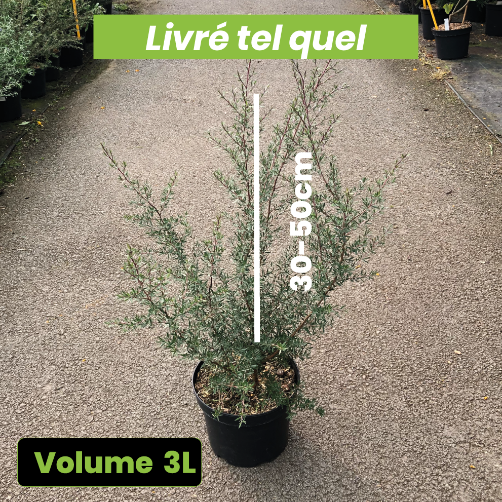 Leptospermum Martini - Arbre à Thé - Volume 3L / 30-50cm