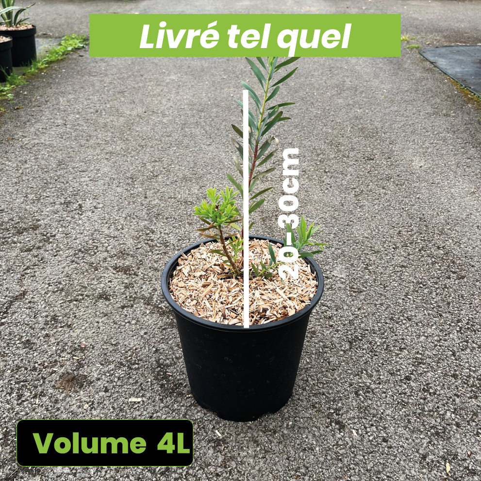 Leucadendron Salignum Fire Glow - Volume 4L / 20-30cm
