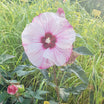 Hibiscus moscheutos summerific cherry - Volume 3L / 30-40cm