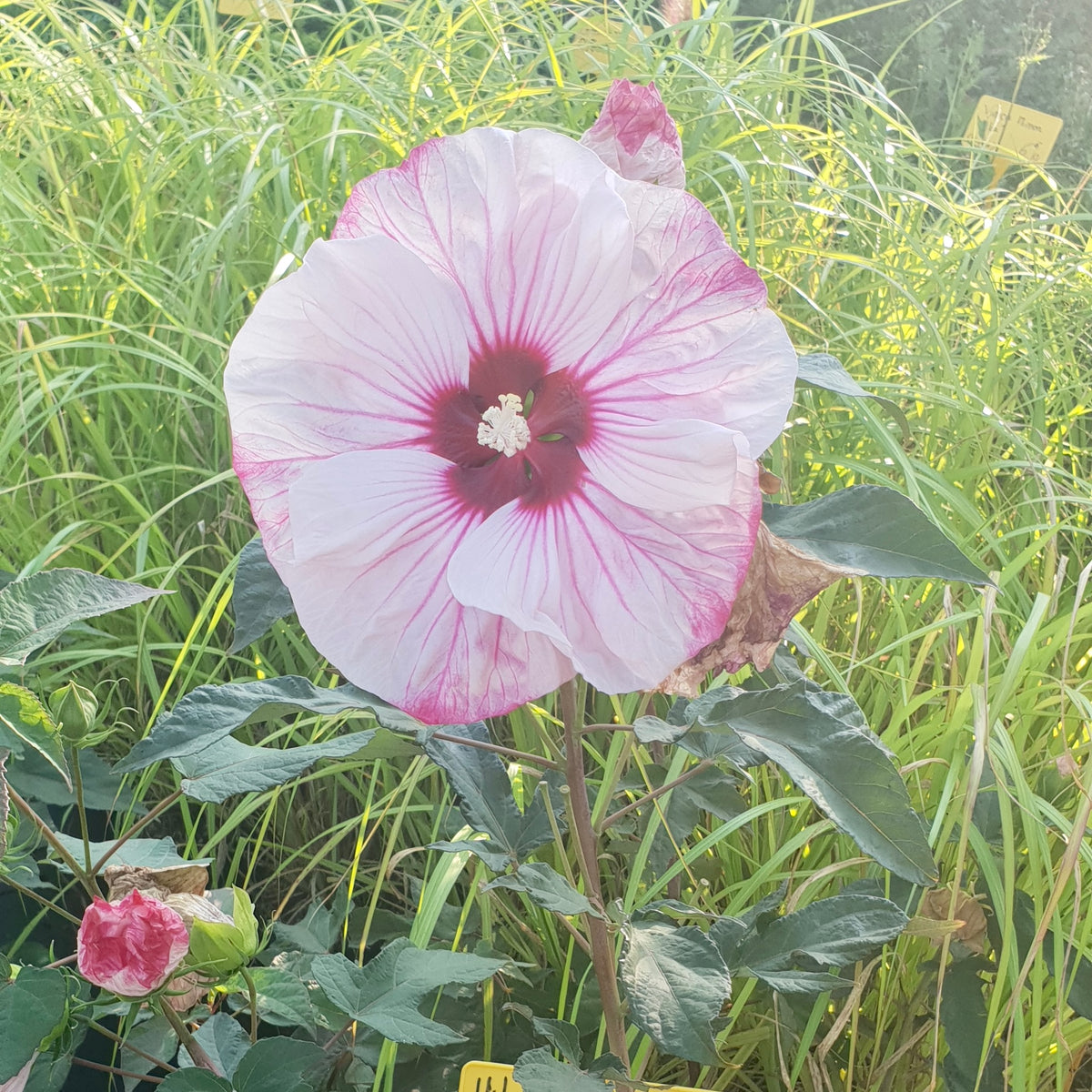 Hibiscus moscheutos summerific cherry