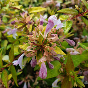 Abelia x grandiflora gold spot