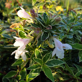 Abelia x grandiflora lucky lots
