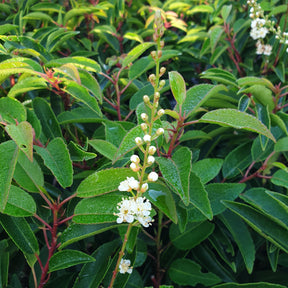 Laurier du Portugal - Prunus lusitanica angustifolia