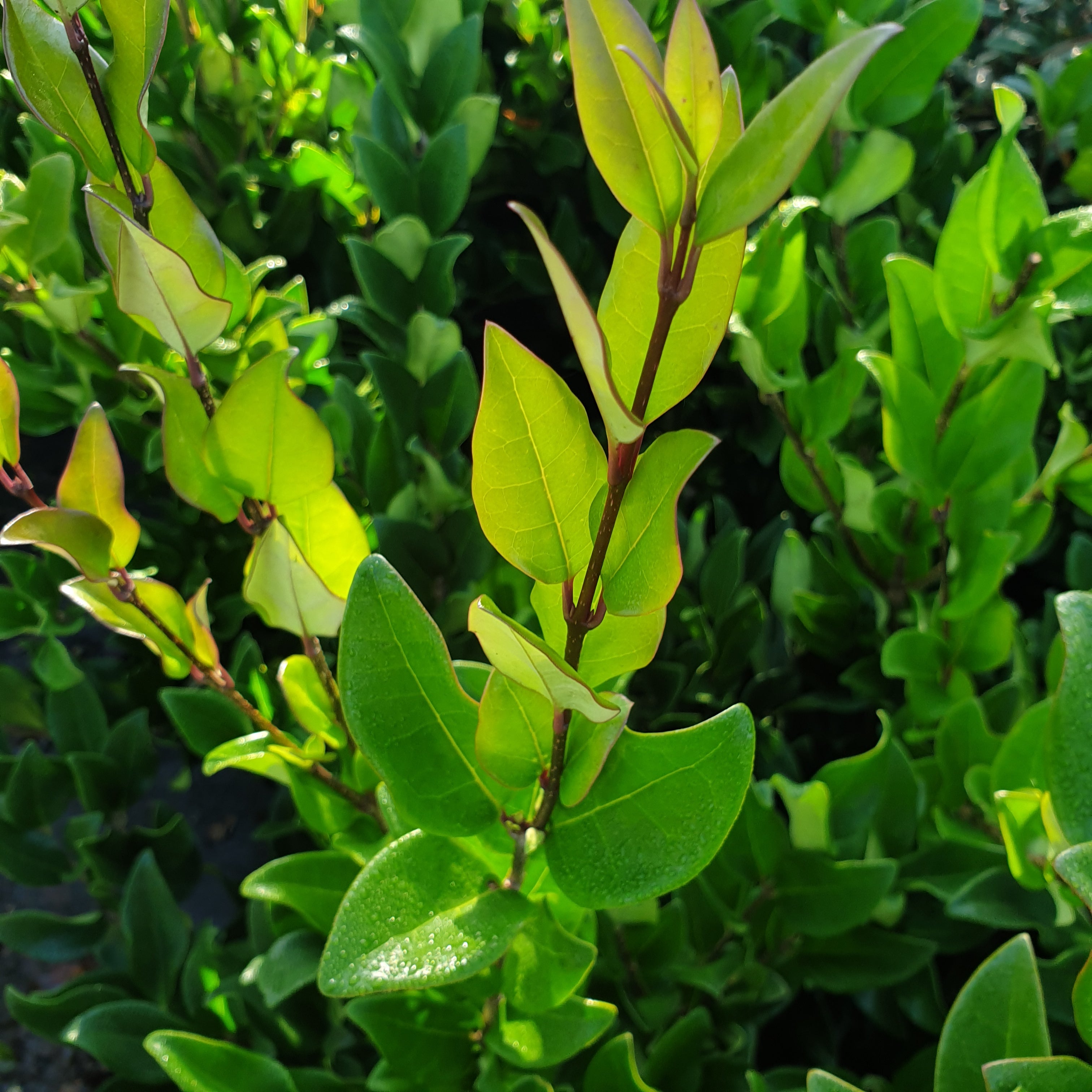 Ligustrum japonicum texanum - Troène du Texas - Volume 3L / 40-60cm