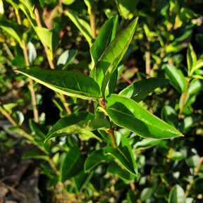 Ligustrum ovalifolium - Troène de Californie