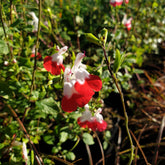 Salvia microphylla "hot lips"