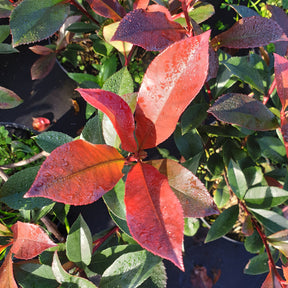 Photinia fraseri carré rouge