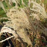 Miscanthus Sinensis Ferner Osten