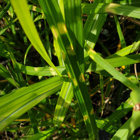 Miscanthus Sinensis Zebrinus