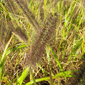 Pennisetum alopecuroïdes Lepage gold