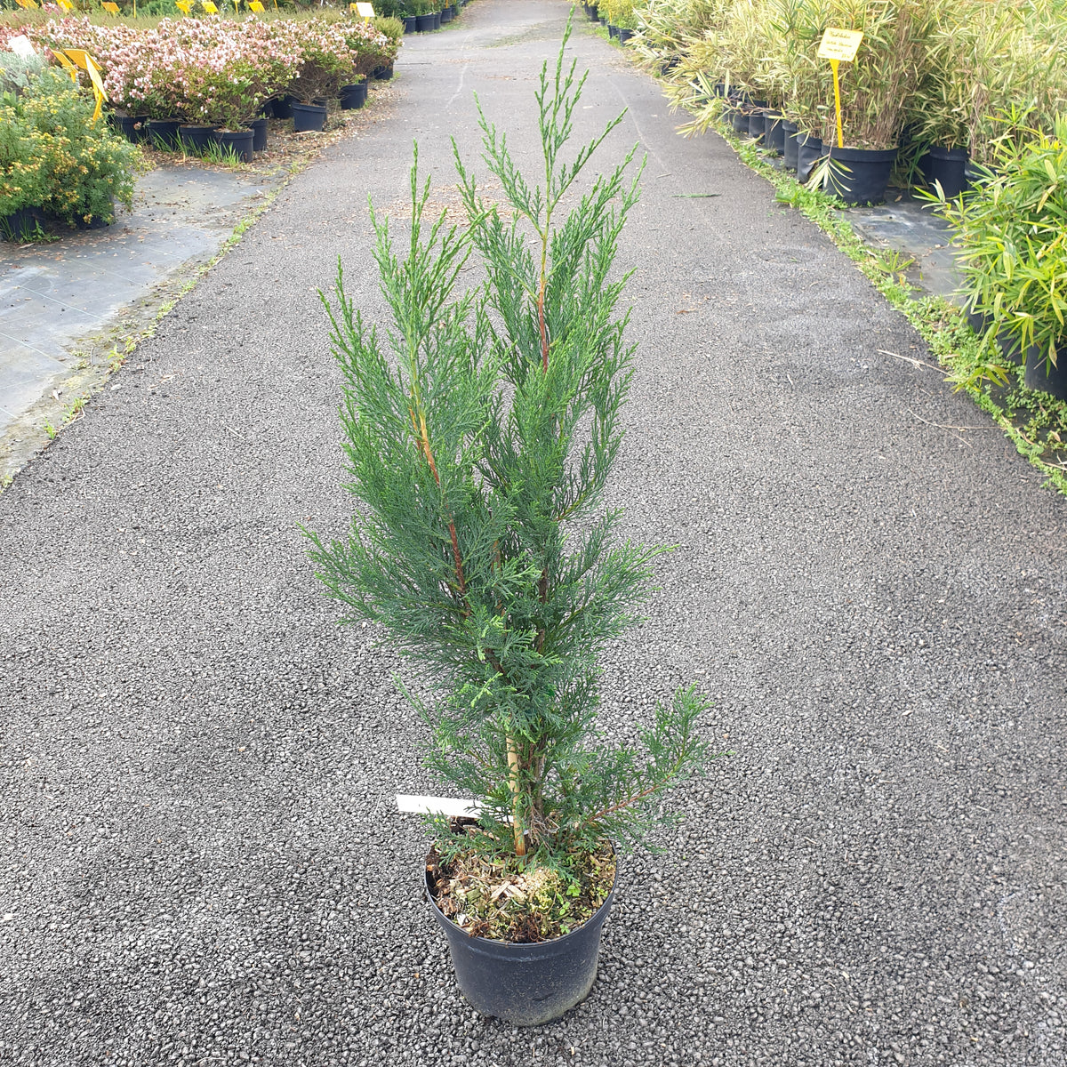 Cupressocyparis leylandii 2001